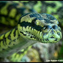 Carpet Python