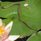 Diablo Range Garter Snake