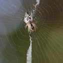 Thrashline orb weaver