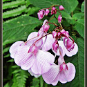 Spotted Balsam wildflower
