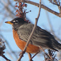 American Robin