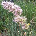 Grass (Trava)