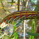 Banded Sphinx Moth Larva