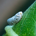 Citrus flatid planthopper