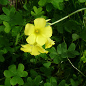 Vinagrillo