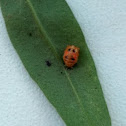 Pupal ladybug