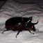 Rhinoceros Beetle (Ox Beetle)