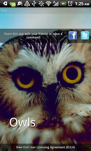 Owls Photo Book