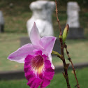 Bamboo Orchid