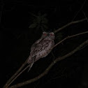 Southern Boobook