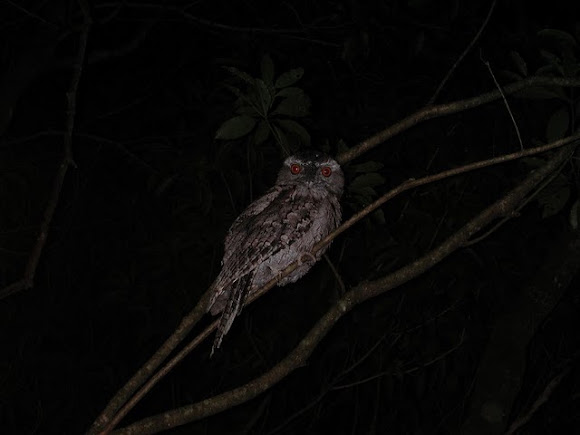 Spotting Image 1