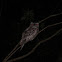 Southern Boobook