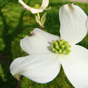 Dogwood