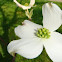 Dogwood