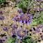 Blue Sage