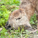 Red deer (winter victim)