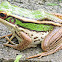 Pacific Tree Frog