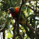 Rainbow Lorikeet