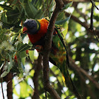 Rainbow Lorikeet