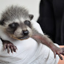 Baby Raccoon