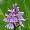 Heath Spotted Orchid/Orchis tacheté