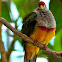 Mariana Fruit Dove