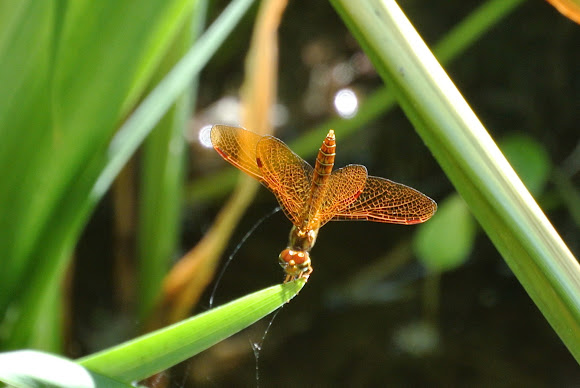 Spotting Image 1