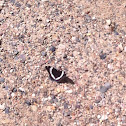 White Admiral