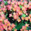 Kalanchoe