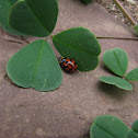 Ladybug