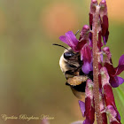 Anthophorine Bee
