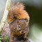 Red-tailed Squirrel