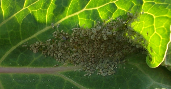 Spotting Image 1