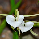 Orchid