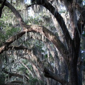 by Tanya Malott - Landscape & Nature Forests