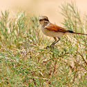 Isabelline Shrike