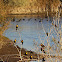 Yellow Headed Blackbird