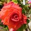 Rosa