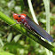 Sharpshooter leafhopper