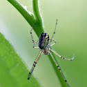 Orchard Orb Weaver