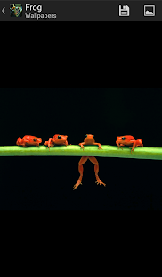 How to download Frogs - HD Wallpapers 1.0.3 apk for pc