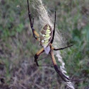 Yellow Garden Spider