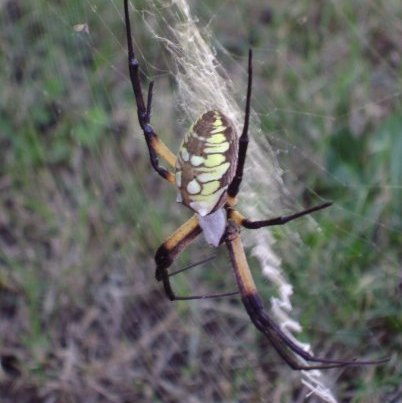 Spotting Image 1