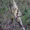 Yellow Garden Spider
