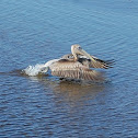 Brown Pelican