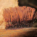 Chocolate Tube Slime Mold