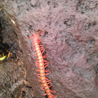 Red Centipede