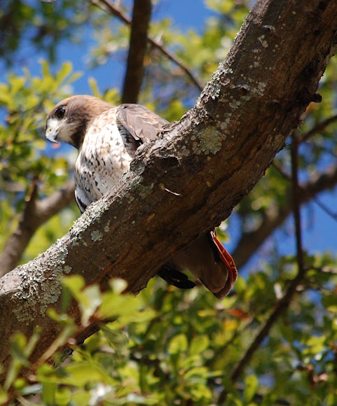 Spotting Image 1