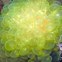 Bubble Coral