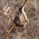 Chinese mantis ootheca